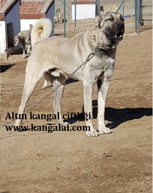 Altin Kangal Ciftligi Erkek Damizliklari