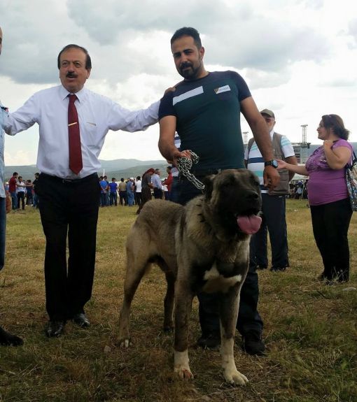  Divriği kangal festivali