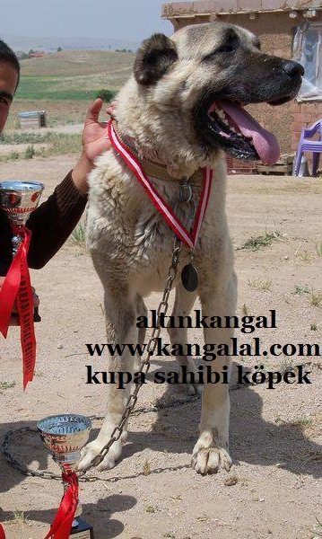  kangal köpek festivali