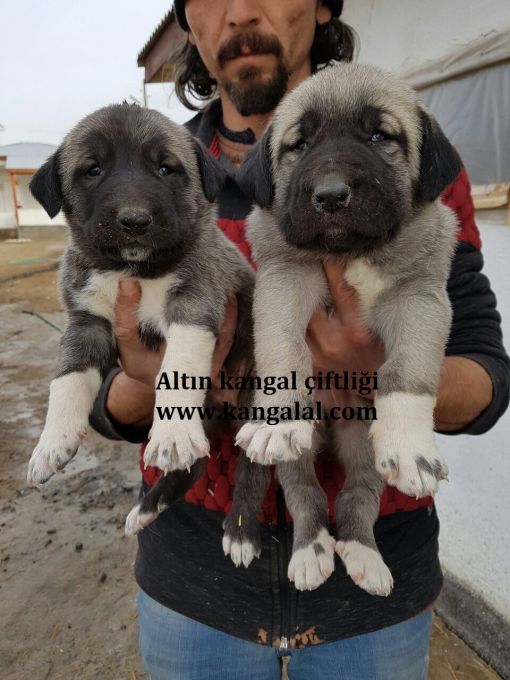 satılık kangal yavrusu fiyatları. Kangal yavru satış fiyatları