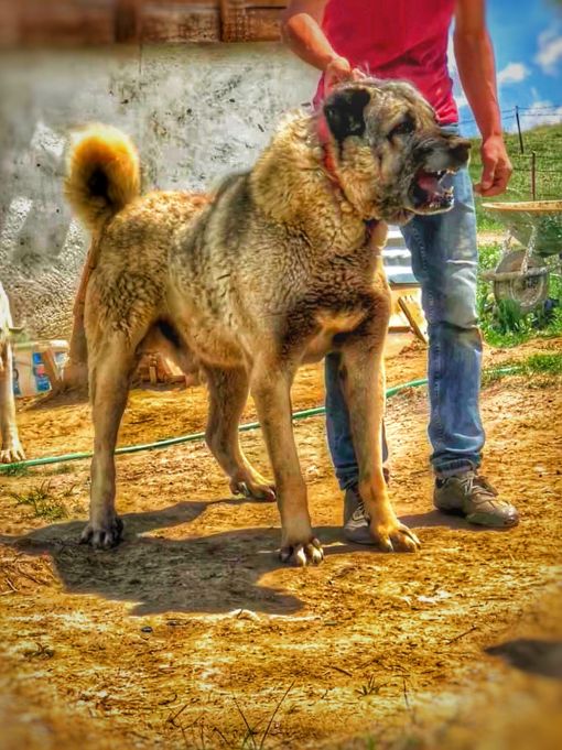  kangal köpek özellikleri nelerdir.