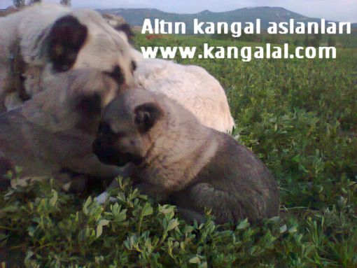  kangal yavrusu satışları