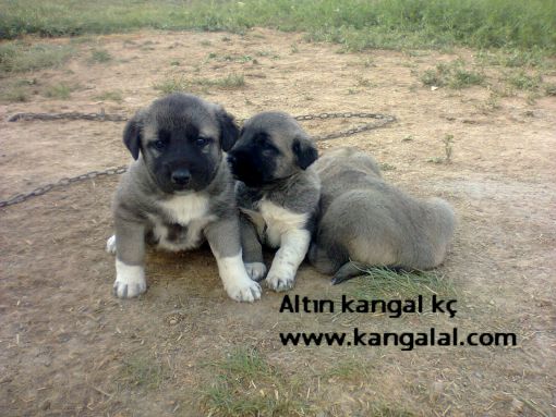  kangal sürü çoban köpeği