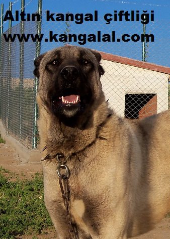  biğ doğ kangal