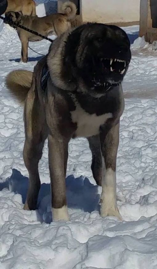  arap oğlu karo maskeli kangal köpeği