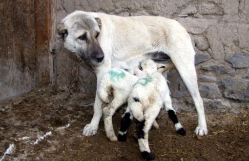 sivas kangal sevdası