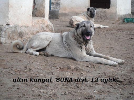  sert kangal köpek