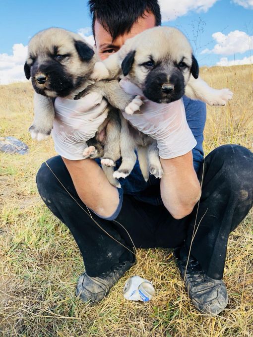  1 Aylık kangal yavrusu satışı