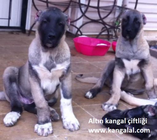  kangal yavrusu