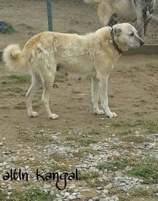  KAR SAFKAN KANGAL DİŞİSİ