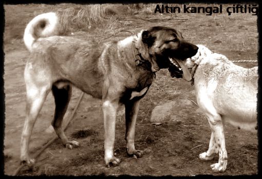  kara kafalı kangal