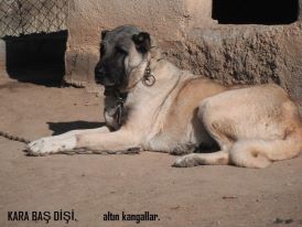  karabaş kangal