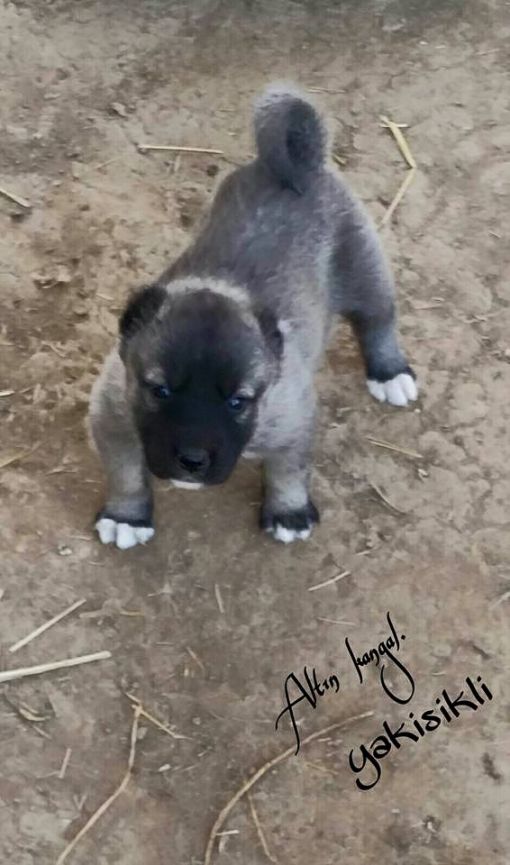  Damızlık kangal yavrusu satışı