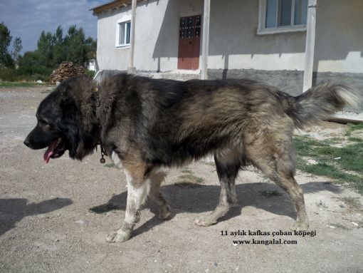  kars kafkas çoban köpeği