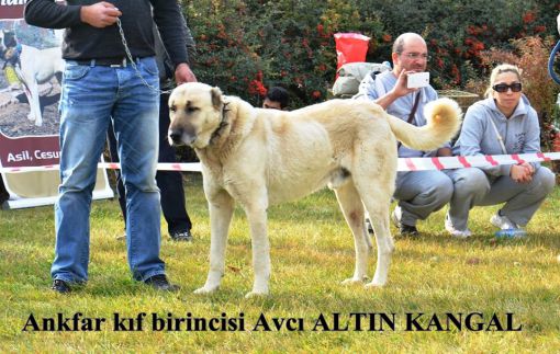  kıf kangal köpek ırkları birincisi