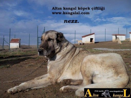  kıf secereli kangal