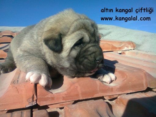  kangal eniği