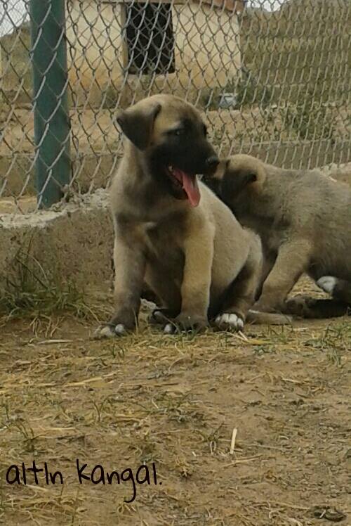  kara kafalı kangal köpek satışı