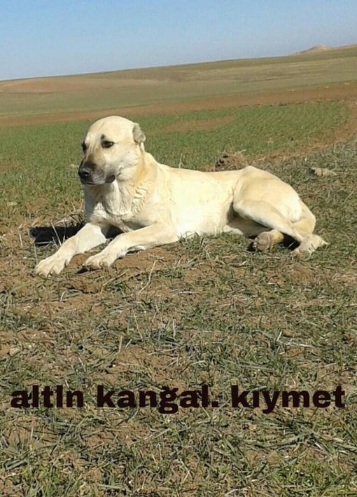  KIYMET DİŞİ KANGAL 