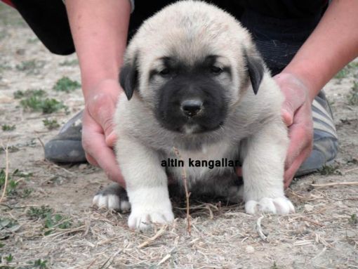  satılık kangal yavruları