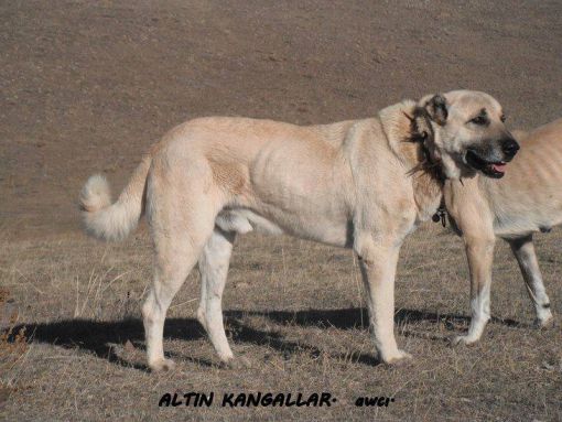  KIF ANKARA kangal birincisi