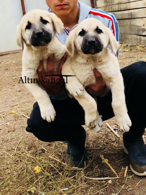  Kangal köpek eğitimi