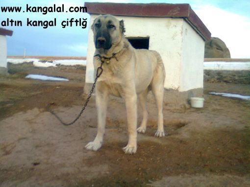  altın kangal çiftliği damızlıkları