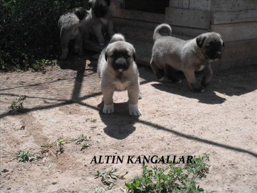  kangal çomar yavruları satışı