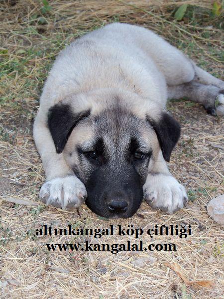  kangal yavruları 