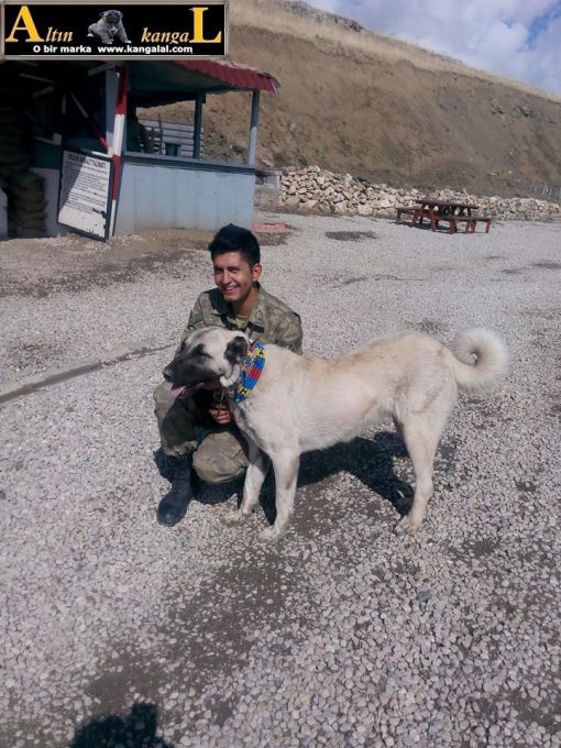 Agrı doğubeyazıt kangal