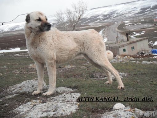  kurtçu kangal