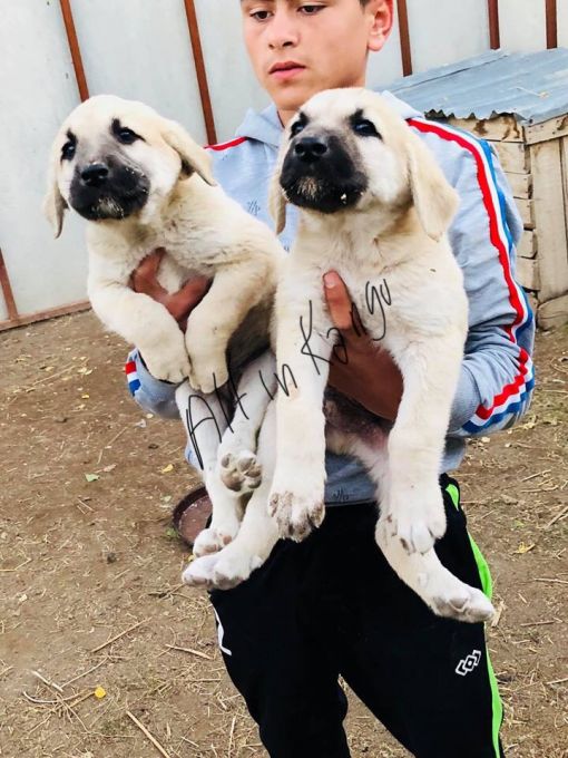 Kangal Yavru Satisi Hakkinda Bilgiler