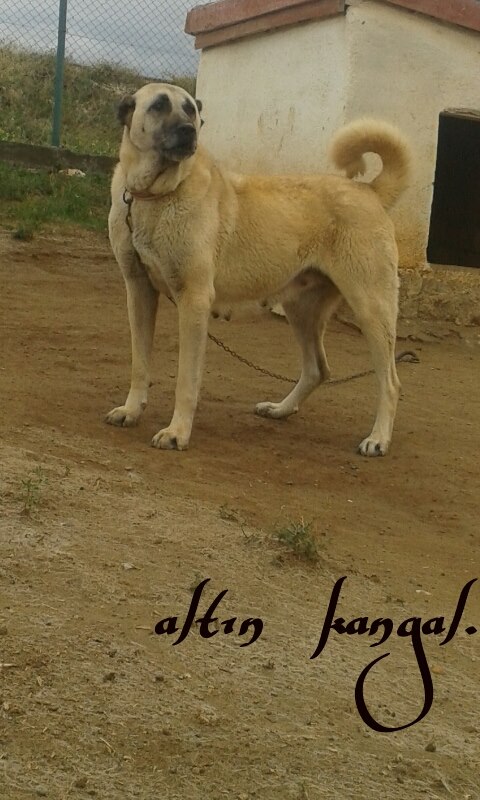  PAMUK DİŞİ KANGAL