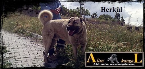  kangal panter