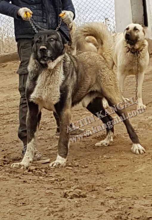 satılık panter kangal köpek yavruları panter kangal köpeği
