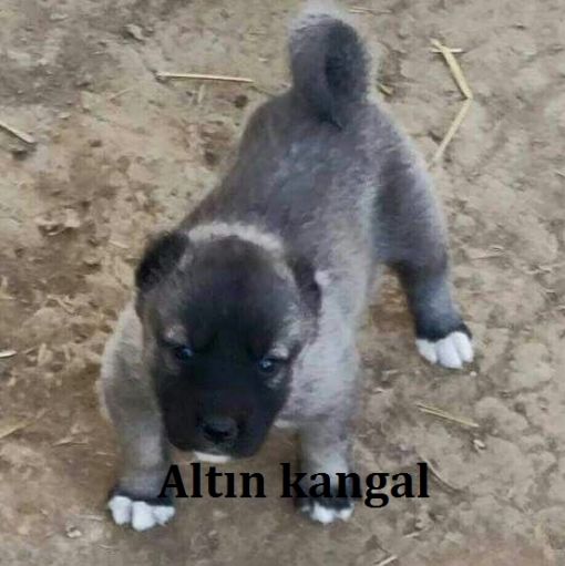  2 aylık satılık panter kangal yavrusu