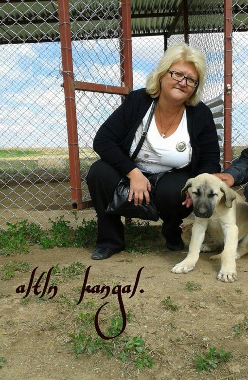  rusya kangal köpek satışı