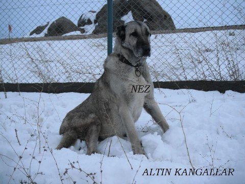  safkan kangal kafa yapısı