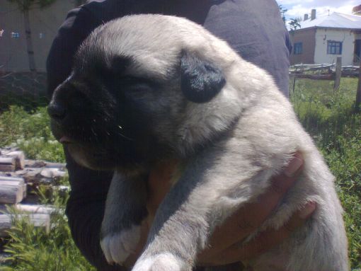  kangal köpekleri sivas a