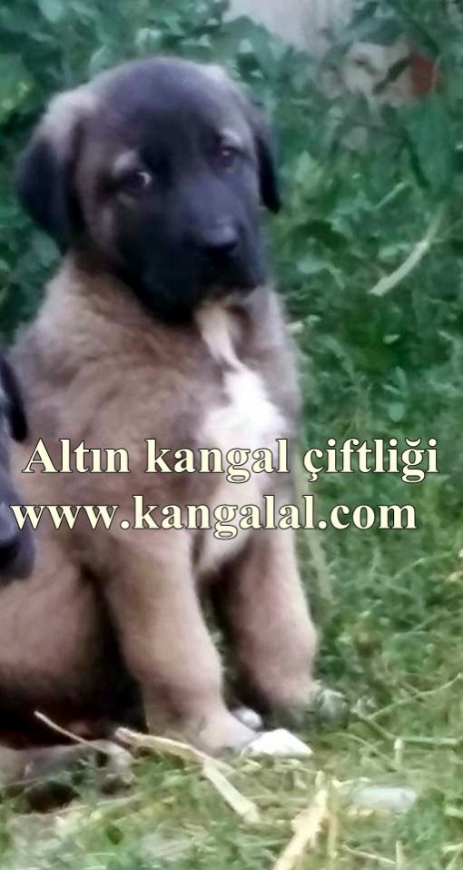  Ayıboğan kangal yavrusu aragon