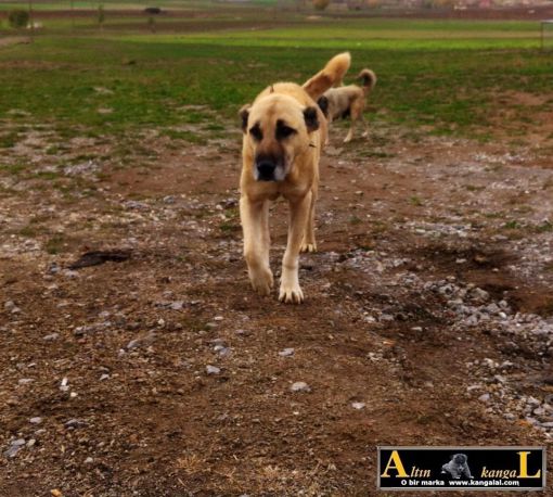  kıf şampiyonu kangal