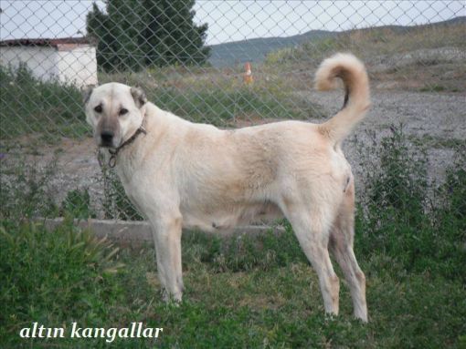  inci safkan kangal dişi