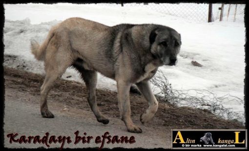  Safkan kangal karadayı kangalım