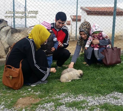  Sivas kangal yavrusu iletişim adresler