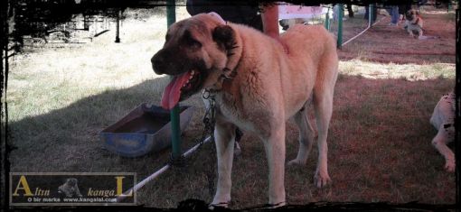  ayı boğan kangal köpek