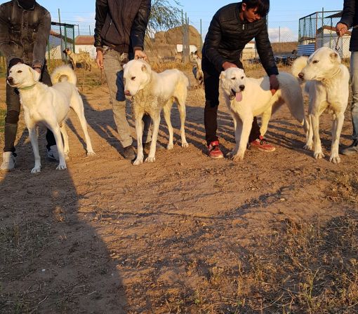  akbaş çoban köpeği yavrusu satışı