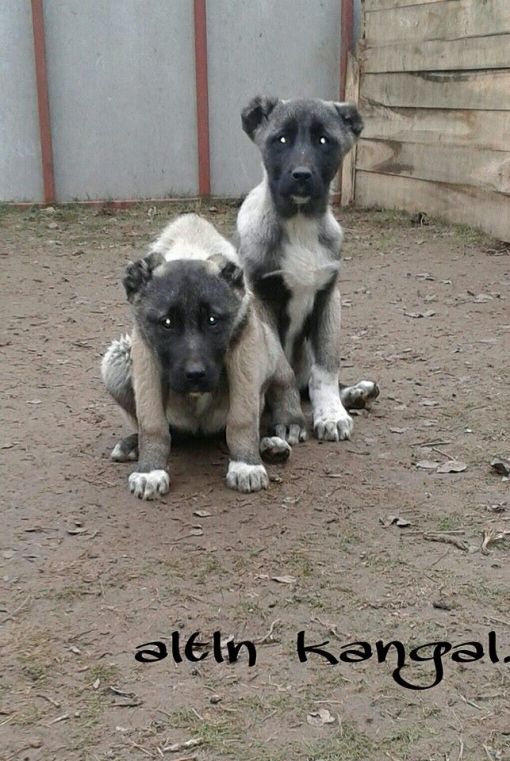  satılık kangal yavruları