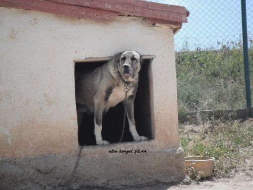  ŞİLA DİŞİ KANGAL KÖPEĞİ