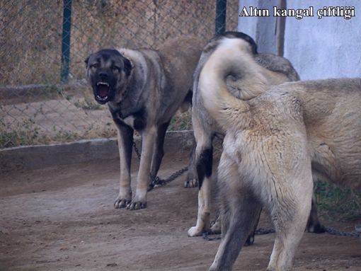 genç kangal köpekleri