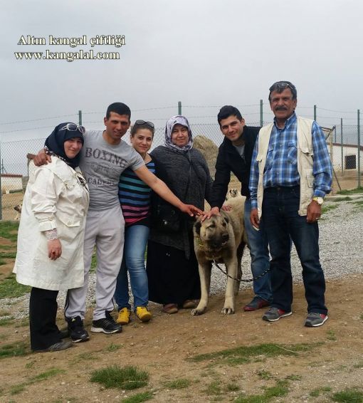  sivas kangal köpek çiftliği adresi